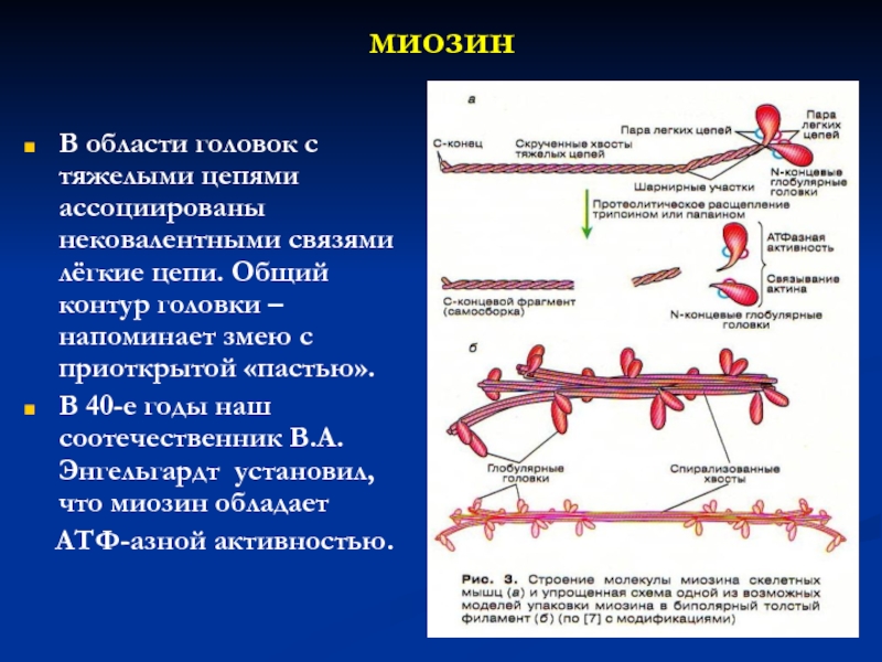 Биохимия мышц презентация