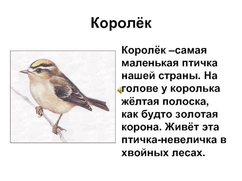 КоролёкКоролёк –самая маленькая птичка нашей страны. На голове у королька жёлтая полоска, как будто золотая корона. Живёт