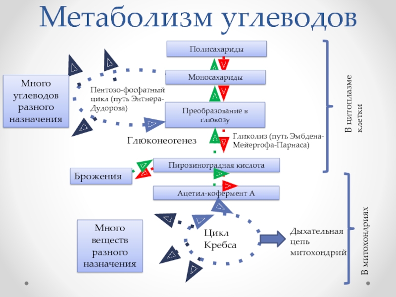 Цикл путь