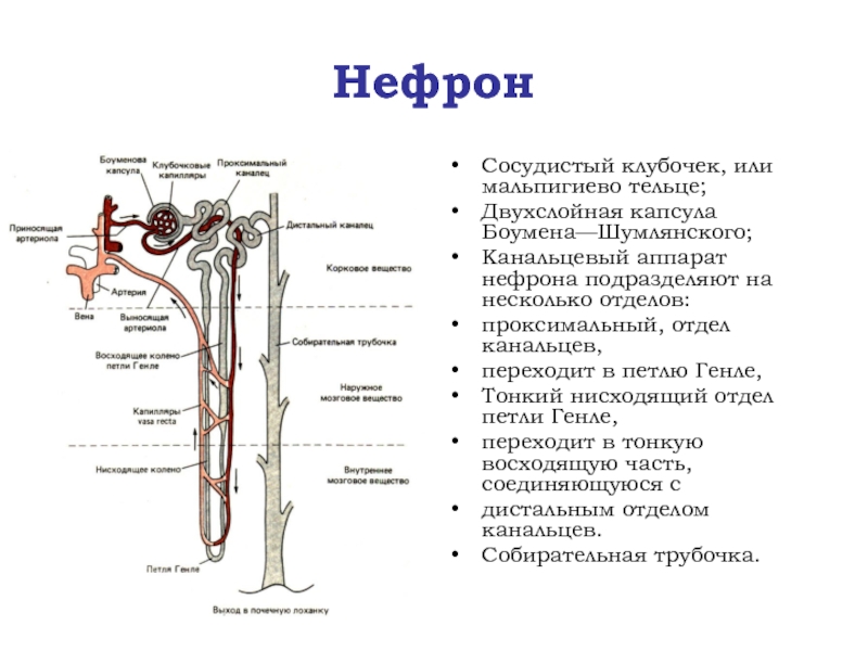 Опишите работу нефрона по следующему плану 8 класс