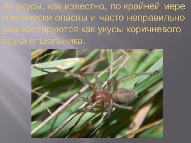 Их укусы, как известно, по крайней мере клинически опасны и часто неправильно диагностируются как укусы коричневого паука