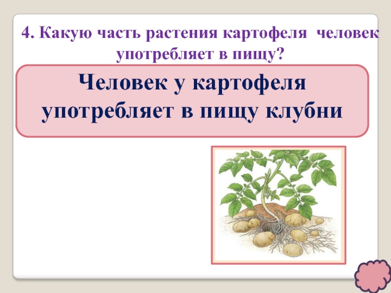 Какие части растения использует человек. Какие растения человек употребляет в пищу. Картофель части растения. Какие части растений употребляют в пищу. У картофеля употребляют в пищу:.