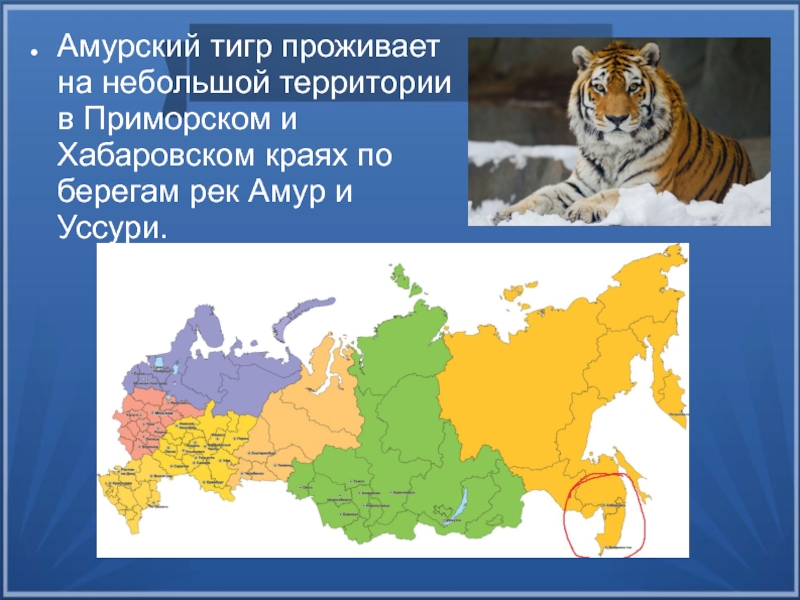 Карта амурский тигр