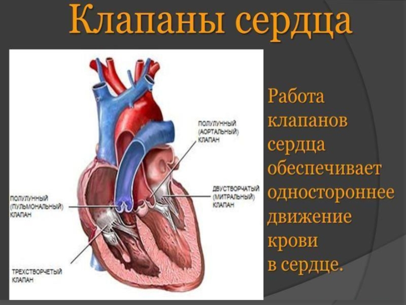 Рисунок клапаны сердца анатомия