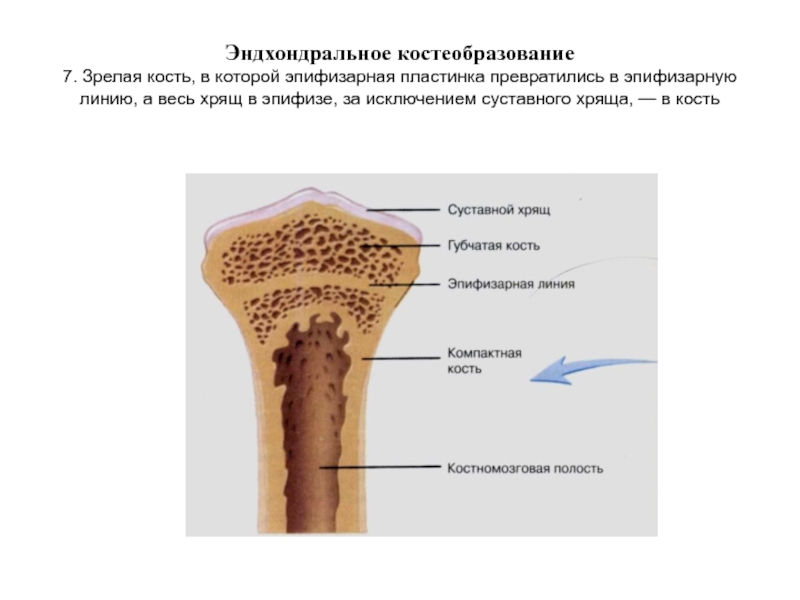 Эпифизарный хрящ. Рост трубчатых костей метаэпифизарная пластинка. Строение эпифизарная пластинка. Эпифизарный хрящ рост кости. Эпифизарный хрящ трубчатых костей.