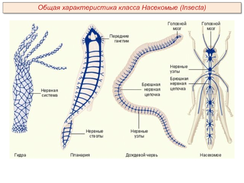 Общая характеристика класса Насекомые (Insecta)