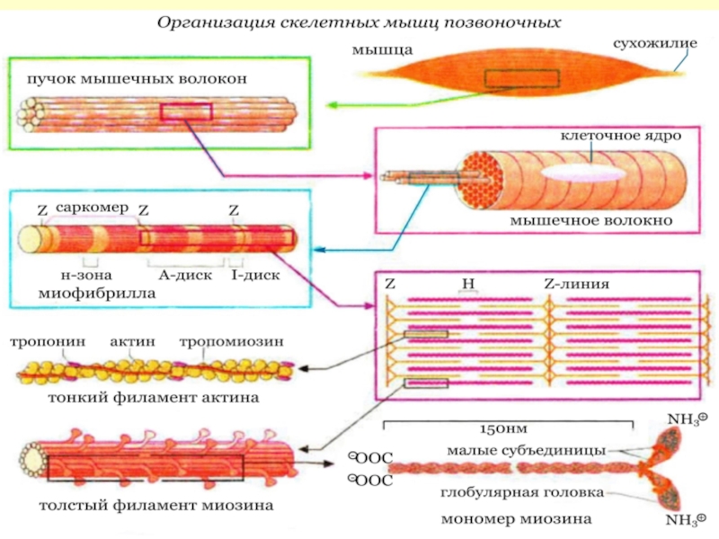 Сокращение тканей. Структурная организация мышечных волокон биохимия. Строение мышечного волокна скелетной мышечной ткани. Механизм сокращения скелетных мышц биохимия. Опорный аппарат поперечно-полосатого мышечного волокна.