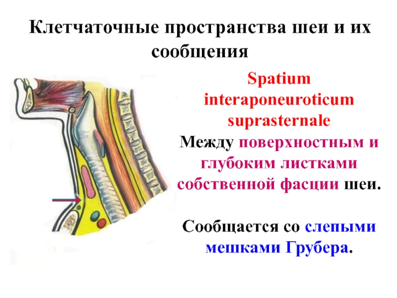 Клетчаточные пространства