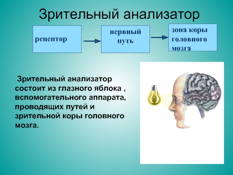 Анализатор состоит из проводящего звена передающего. Анализаторы мозга. Анализаторы зрительный анализатор. Зрительный анализатор в мозге. Зрительный анализатор и его функции.