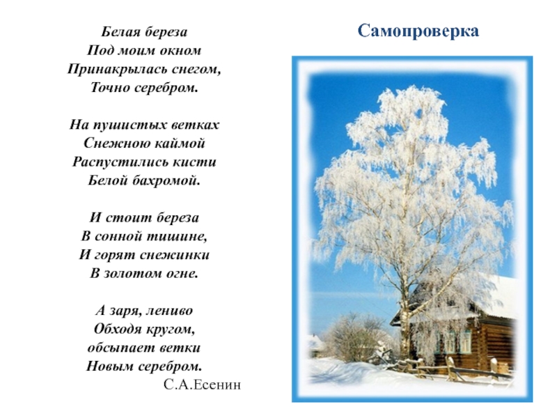 Стих белая береза под моим аудио. Есенин береза. Сергей Есенин белая береза. Сергей Есенин береза под моим окном. Стихи Есенина берёза под моим окном.