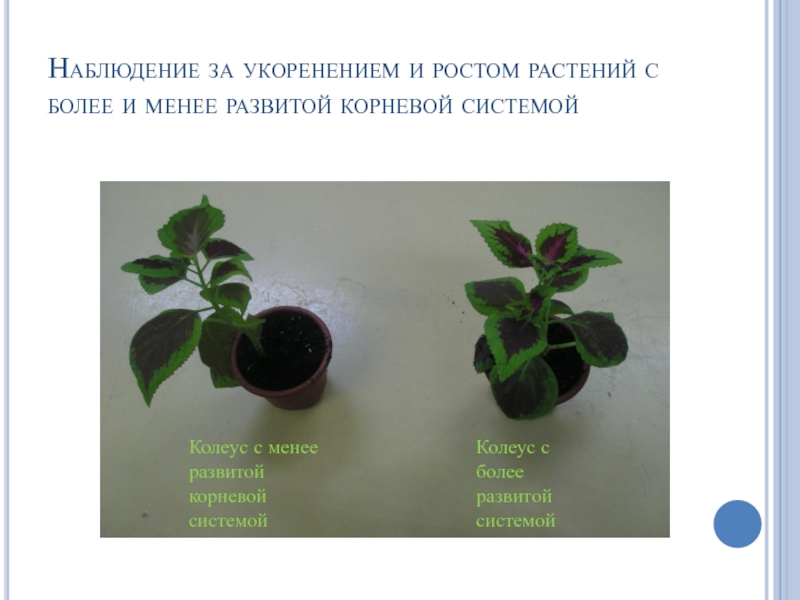 Ученика растений. Проект наблюдение за растением. Биология наблюдение за растением. Наблюдение за отростком комнатного растения. Наблюдение за ростом домашнего цветка.