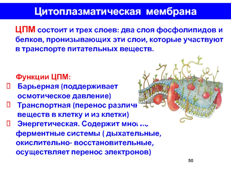 Цитоплазматическая мембрана. Цитоплазматическая мембрана строение микробиология. ЦПМ цитоплазматическая мембрана функции. Функции цитоплазматической мембраны бактериальной клетки. Строение цитоплазматической мембраны бактериальной клетки.