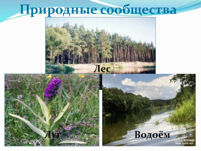 Лесное сообщество 4 класс окружающий. Природные сообщества нашего края. Природные сообщества Белгородской области. Лес луг водоем природные сообщества. Сообщество родного края.