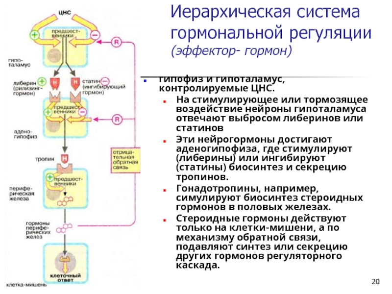 Гормональная система. Нейрогормоны гипоталамуса таблица. Нейрогормоны гипофиза, их органы-мишени и эффекты. Нейрогормоны гипоталамуса регулируют функции. Иерархическая система гормональной регуляции.