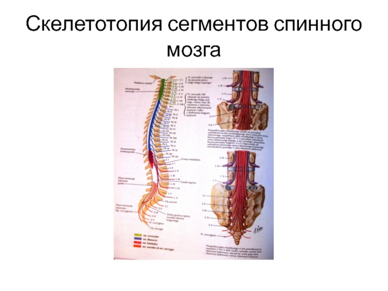 Скелетотопия сегментов спинного мозга. Скелетотопия спинномозговых нервов. Сегменты спинной мозг Скелетотопи. Скелетотопия утолщений спинного мозга. Скелетотопия