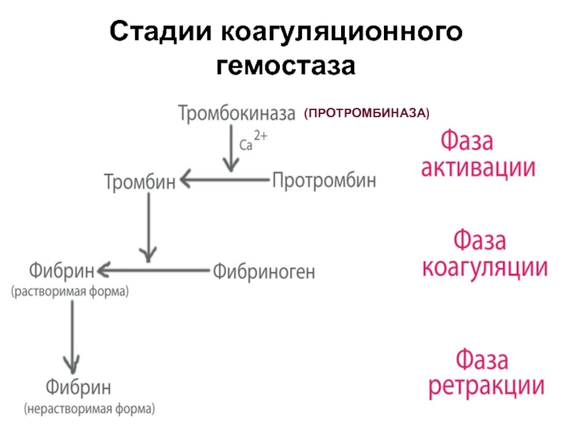 Схема коагуляционного гемостаза