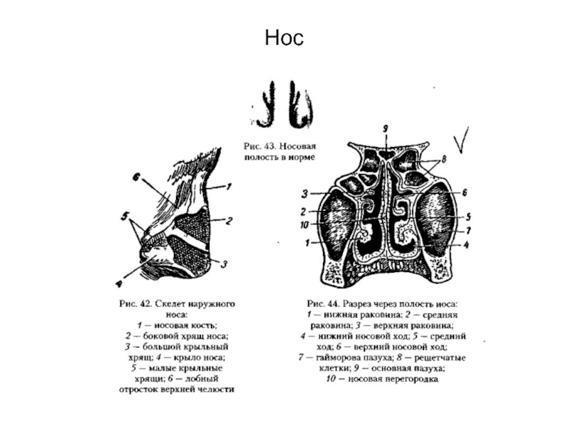 Носовая полость схема