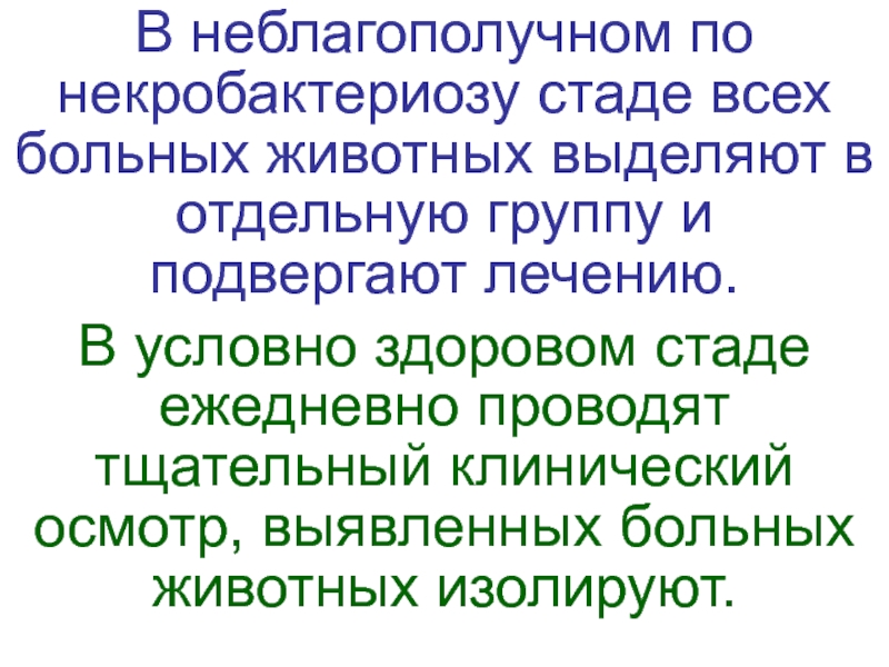 Презентация на тему некробактериоз