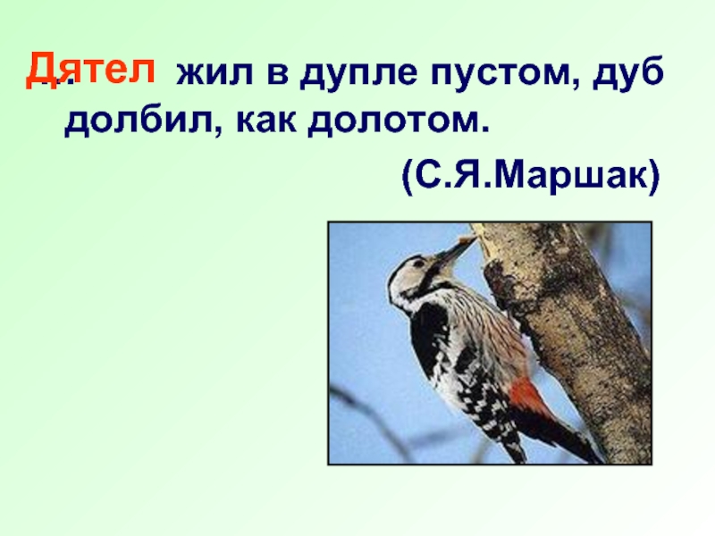 Дятел дуб. Дятежилвдуплепустомдуб долбикакдолотом.. Дятел жил в дупле пустом. Дятел жил в дупле пустом дуб долбил как долотом. Дятел дуб долбил.
