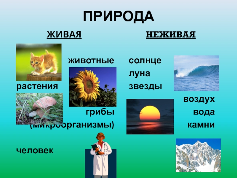 Неживые растения