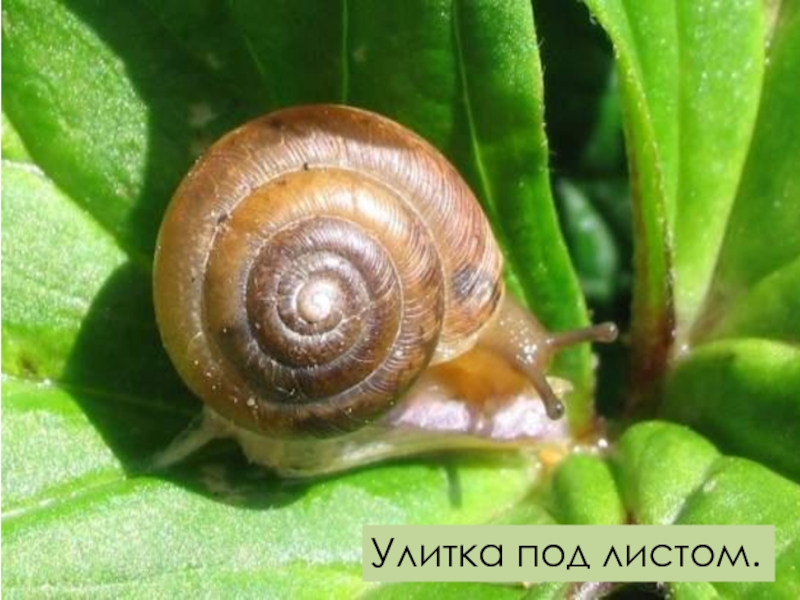 Виды садовых улиток фото и название