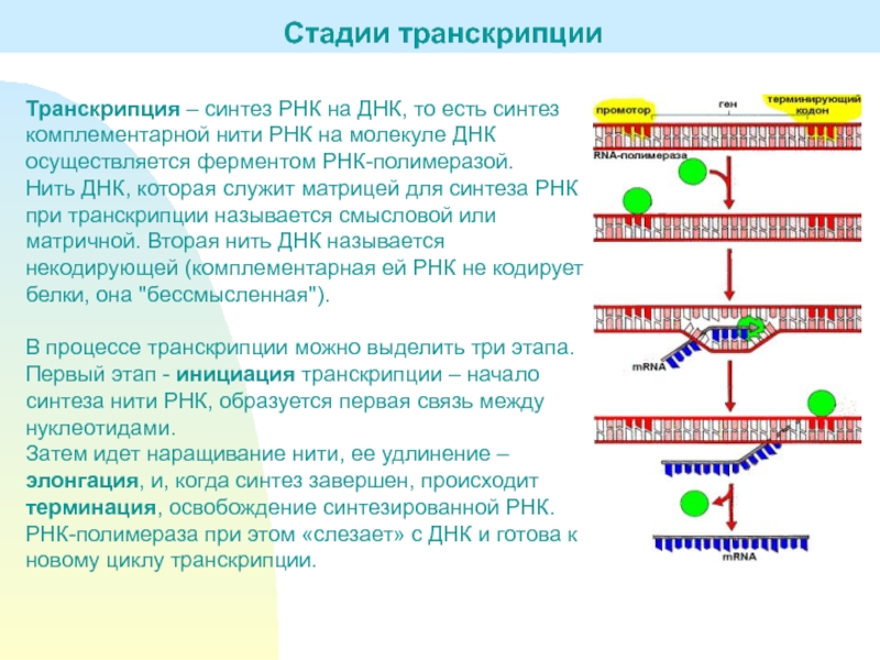 Транскрипция атф. Основные этапы процесса транскрипции. Охарактеризуйте основные этапы транскрипции ДНК. Этапы транскрипции биохимия. Транскрипция РНК биохимия кратко.