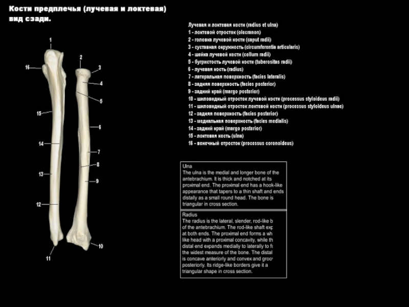 Локтевой отросток локтевой кости. Строение лучевой и локтевой кости. Шиловидные отростки костей предплечья. Кости предплечья с описанием. Кости предплечья локтевая и лучевая.