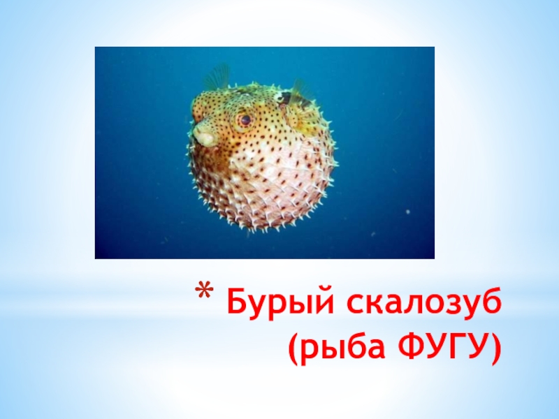 Презентация Бурый скалозуб (рыба ФУГУ)