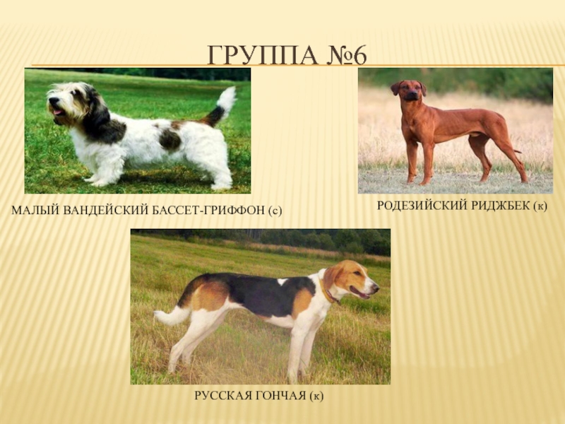 Породы собак ркф с фотографиями и названиями