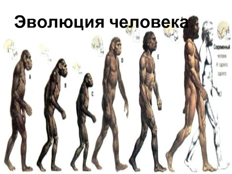 Презентация Эволюция человека