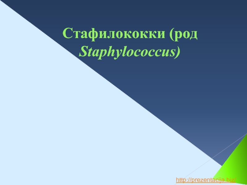 Презентация Лекция-презентация Стафилококки (род Staphylococcus)