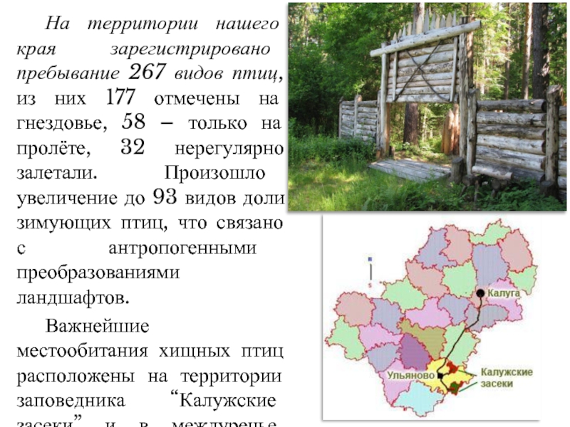 Заповедник калужские засеки презентация