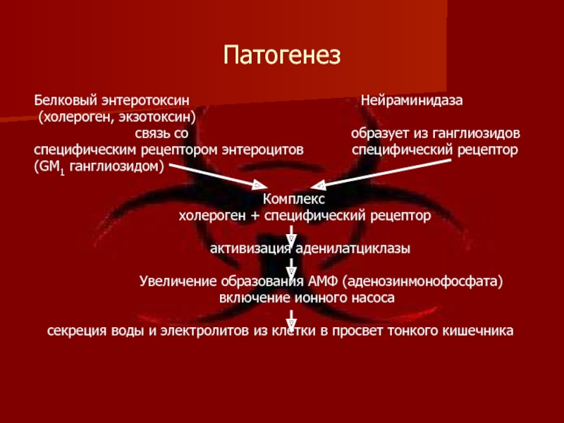 Патогенез это. Патогенез холеры. Патогенез холеры схема. Возбудитель холеры патогенез. Холера патогенез кратко.