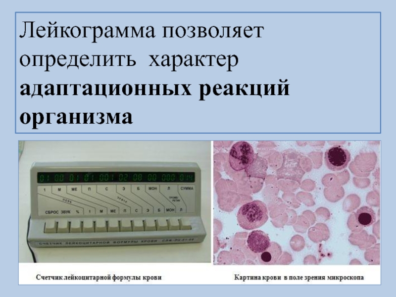 Определите вид организма. Лейкограмма. Выведение лейкограммы у животных. Реакции адаптационные фтизиатрия. Лейкограмма при туберкулезе.