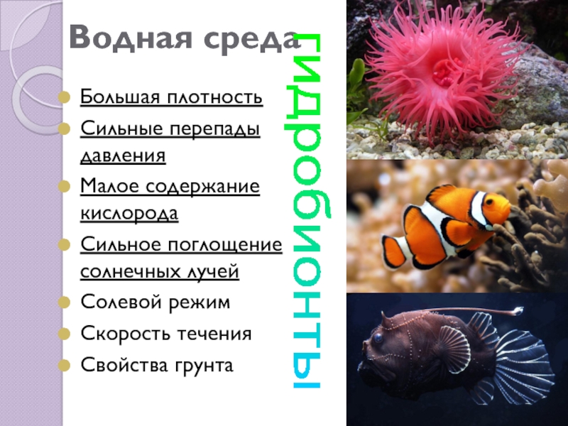 Значение водной среды. Гидробионты примеры. Большая плотность в водной среде. Гидробионты среда обитания. Среда жизни организмы сгоробионты.