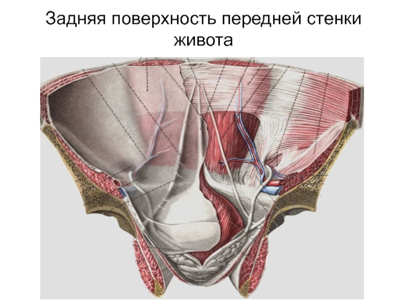 Передняя стенка живота. Переднебоковая стенка живота мышцы. Задняя поверхность передней стенки живота. Внутренняя стенка живота.