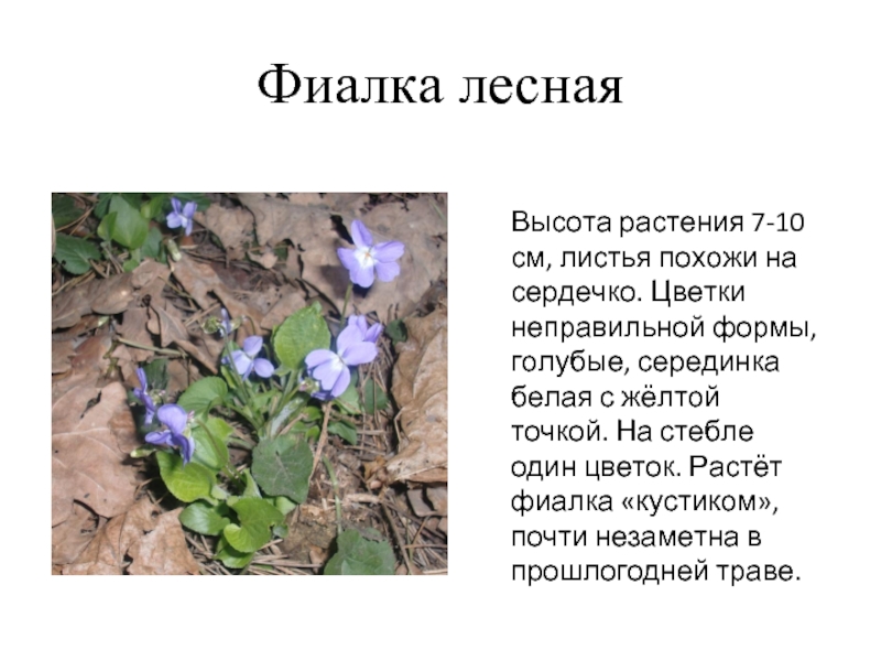 Фиалка леснаяВысота растения 7-10 см, листья похожи на сердечко. Цветки неправильной формы, голубые, серединка белая с жёлтой