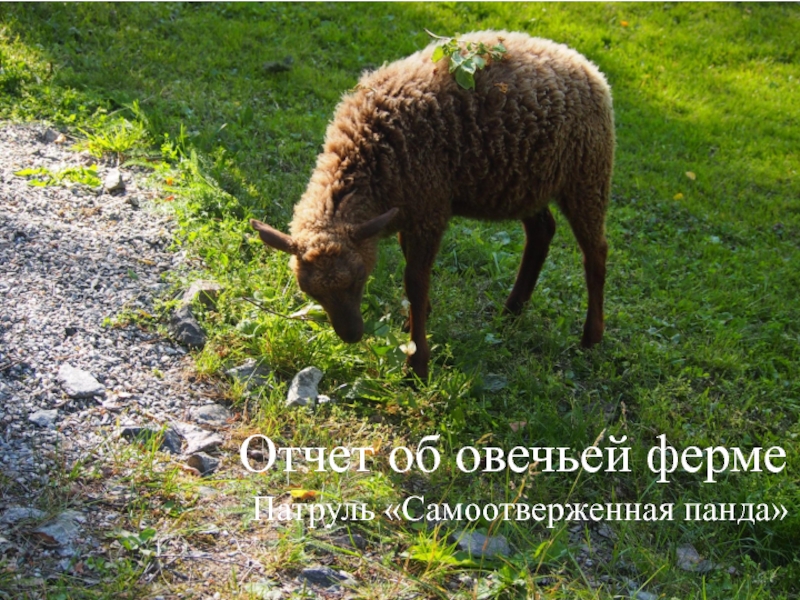 Отчет об овечьей ферме