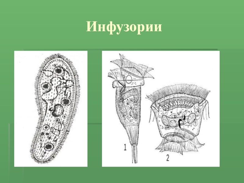 Виды инфузорий. Отряды инфузорий. Жгутиконосцы и инфузории. Представители инфузории 7 класс биология. Тип инфузории 7 класс.