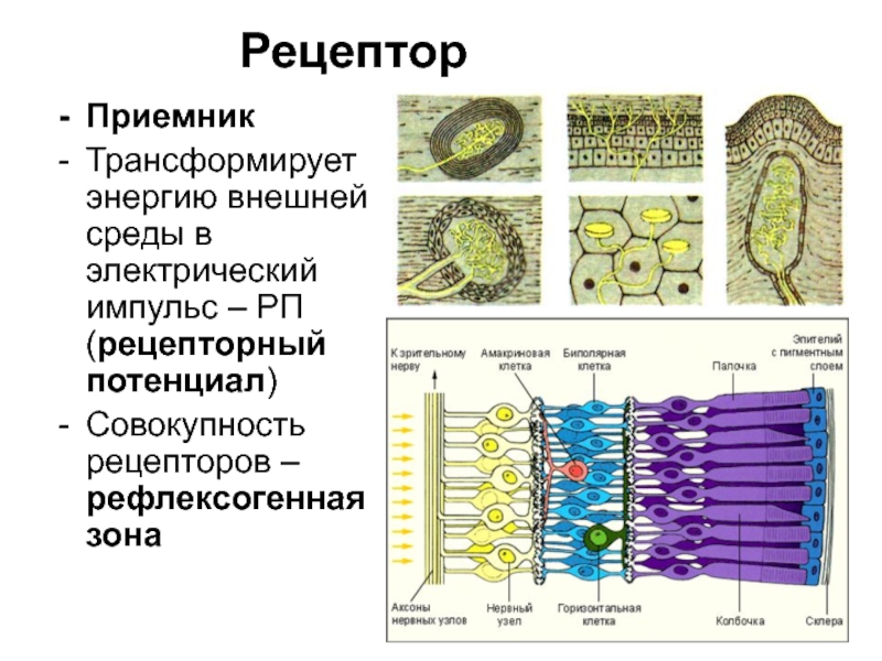 Что воспримут изображенные на рисунке рецепторные клетки свет прикосновение растворенное вещество