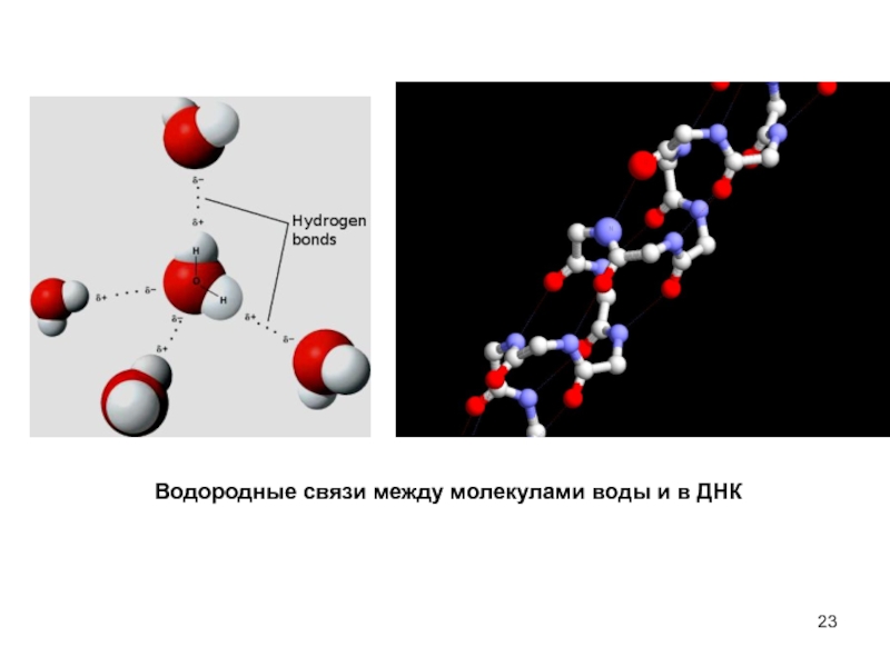 Метан водородная связь. Водородная связь между молекулами воды. Водородные связи в ДНК. Водородные связи в молекуле воды. Водородные связи в молекуле ДНК.