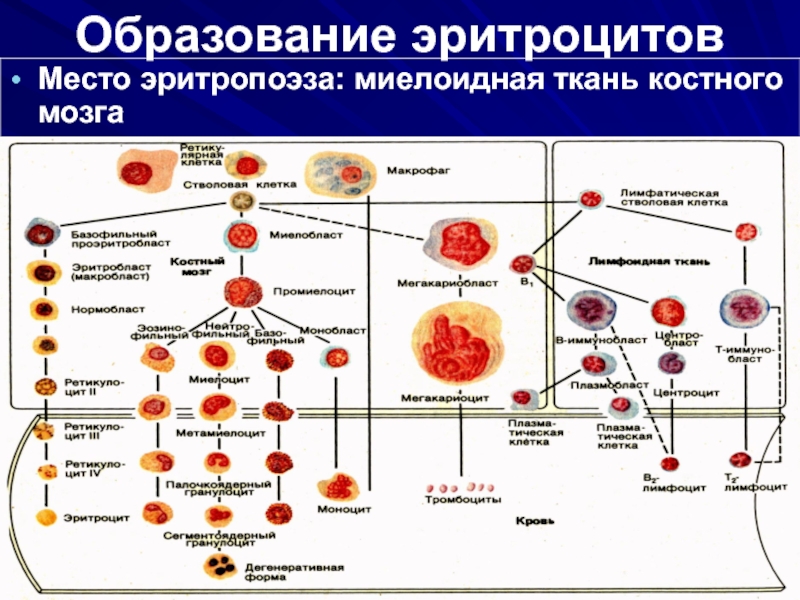 Физиология эритроцитов презентация