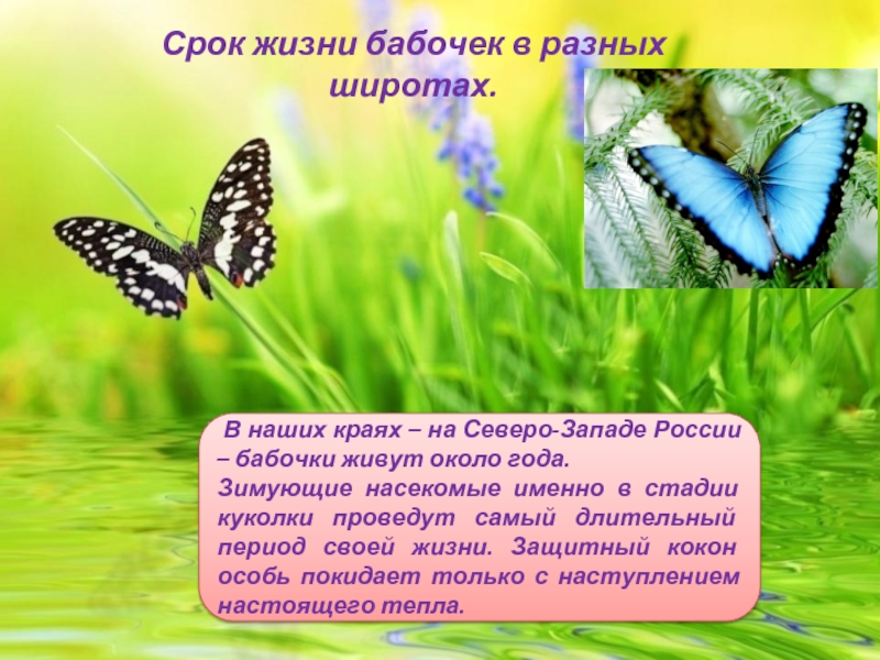 Сколько живут домашние бабочки. Жизнь бабочки. Сколько живут бабочки. Срок жизни бабочки. Продолжительность жизни бабочки.