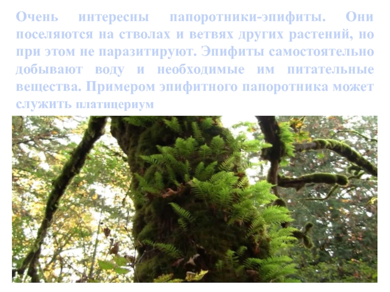 Эпифиты. Дерево и эпифит Тип взаимоотношений. Какие растения относятся к эпифитам. Отношения между деревом и эпифитом