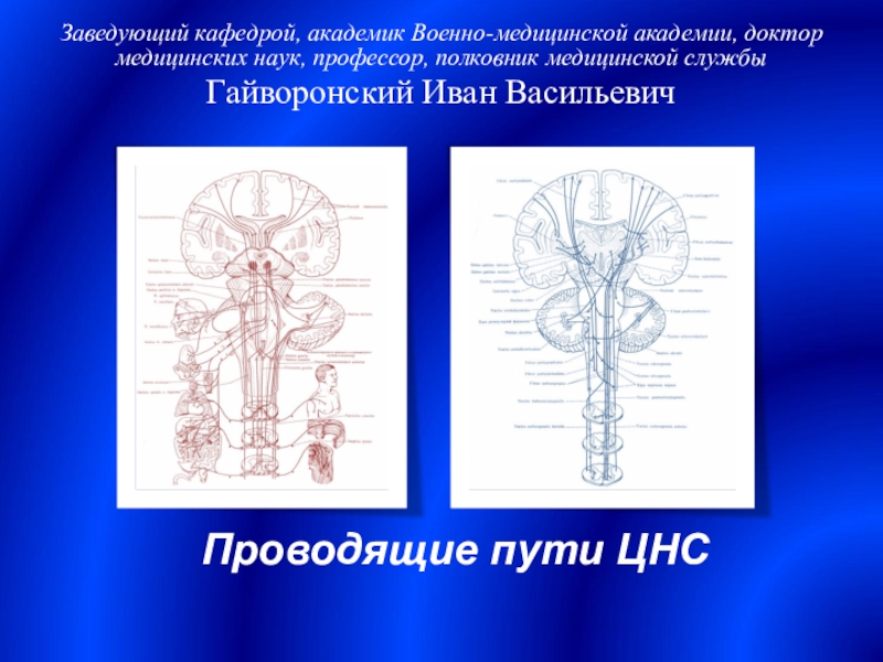 Проводящие пути ЦНС
Заведующий кафедрой, академик Военно-медицинской академии,