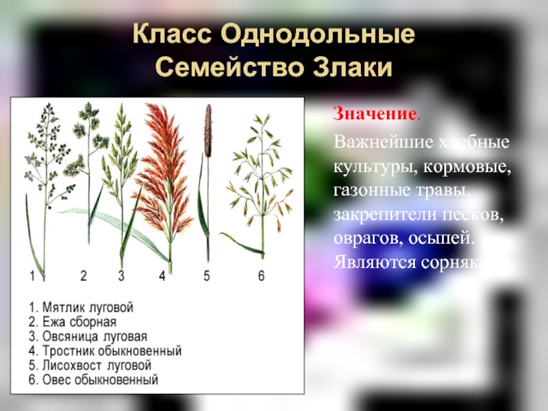 Примеры растений относящихся к злакам. Класс Однодольные семейство злаки.