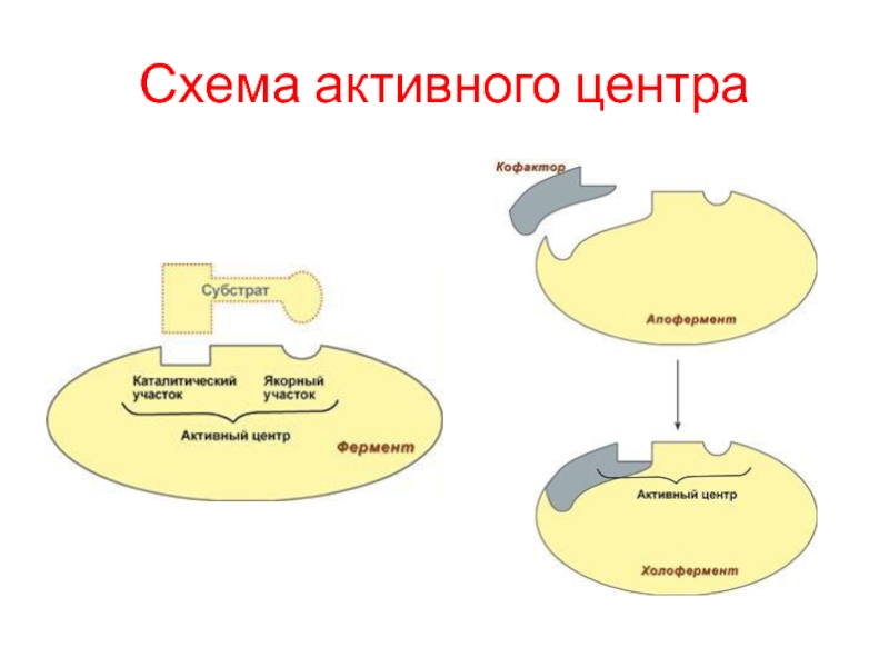 Характеристика активного центра