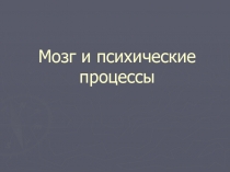 Мозг и психические процессы