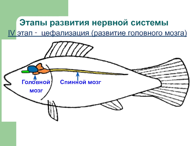 АНАТОМИЯ ЦНС
Лекция 2
Филогенез нервной системы
Онтогенез ЦНС у человека Этапы развития нервной системыIV этап ‑ цефализация (развитие головного мозга)Спинной мозгГоловноймозг Этапы развития нервной системыIV этап ‑ цефализация (развитие головного мозга)Спинной мозгГоловноймозг