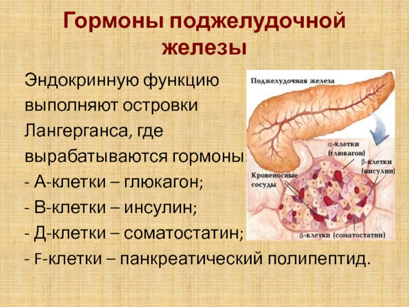 Инсулин внутренняя секреция